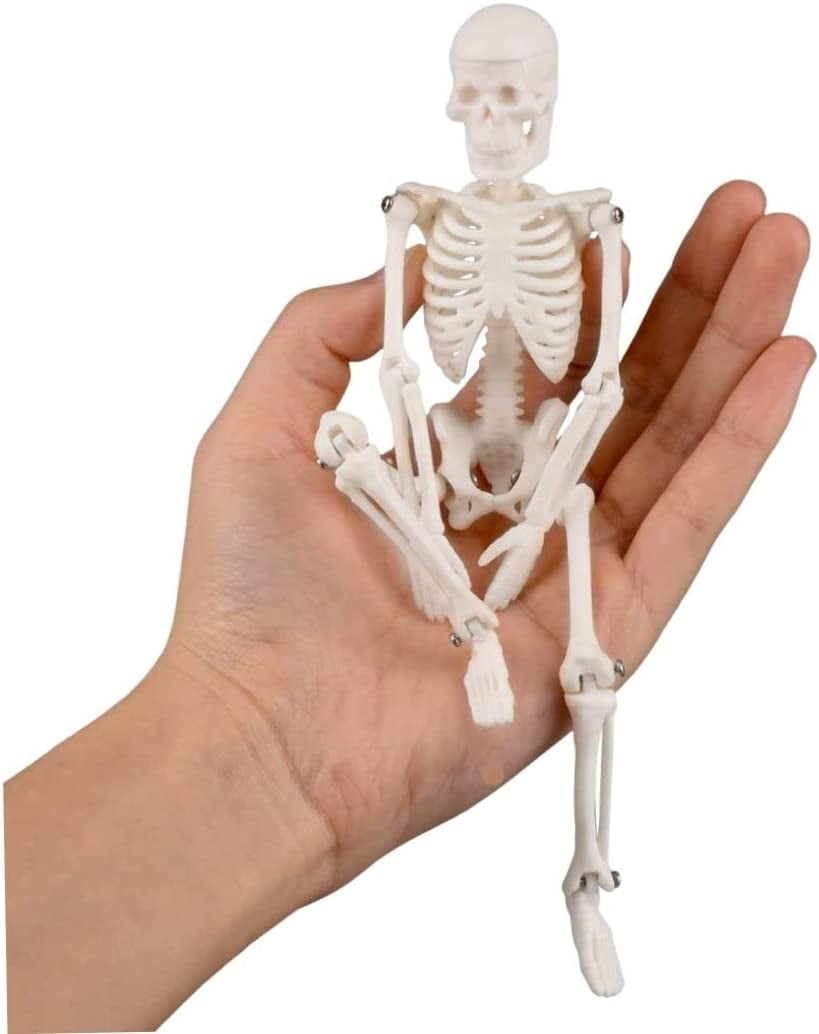 Mini Skeleton Toy, 7.8 Tiny Skeleton Model with Detachable Skull for