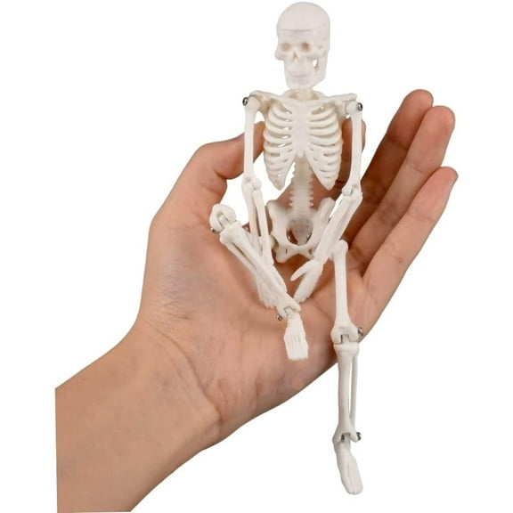 Mini Skeleton Toy, 7.8 Tiny Skeleton Model with Detachable Skull for Kids, Great Skeleton Decoration for Desktop, Halloween and Easter