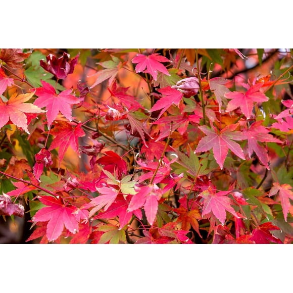 HJADGG palmatum Bonsai Seeds, Red Japanese Maple Tree, 25 Seeds, Spectacular Leaf Colour