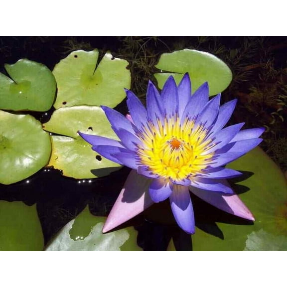 5 Blue Lotus Seeds Nelumbo nucifera Flowering Blooms Hardy Tropical Seed 944