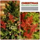 thumbnail image 4 of XmhyTop Tallos de purpurina navideña, 20 piezas, púas de pino artificiales para relleno de adornos de árbol de Navidad (verde), 4 of 5