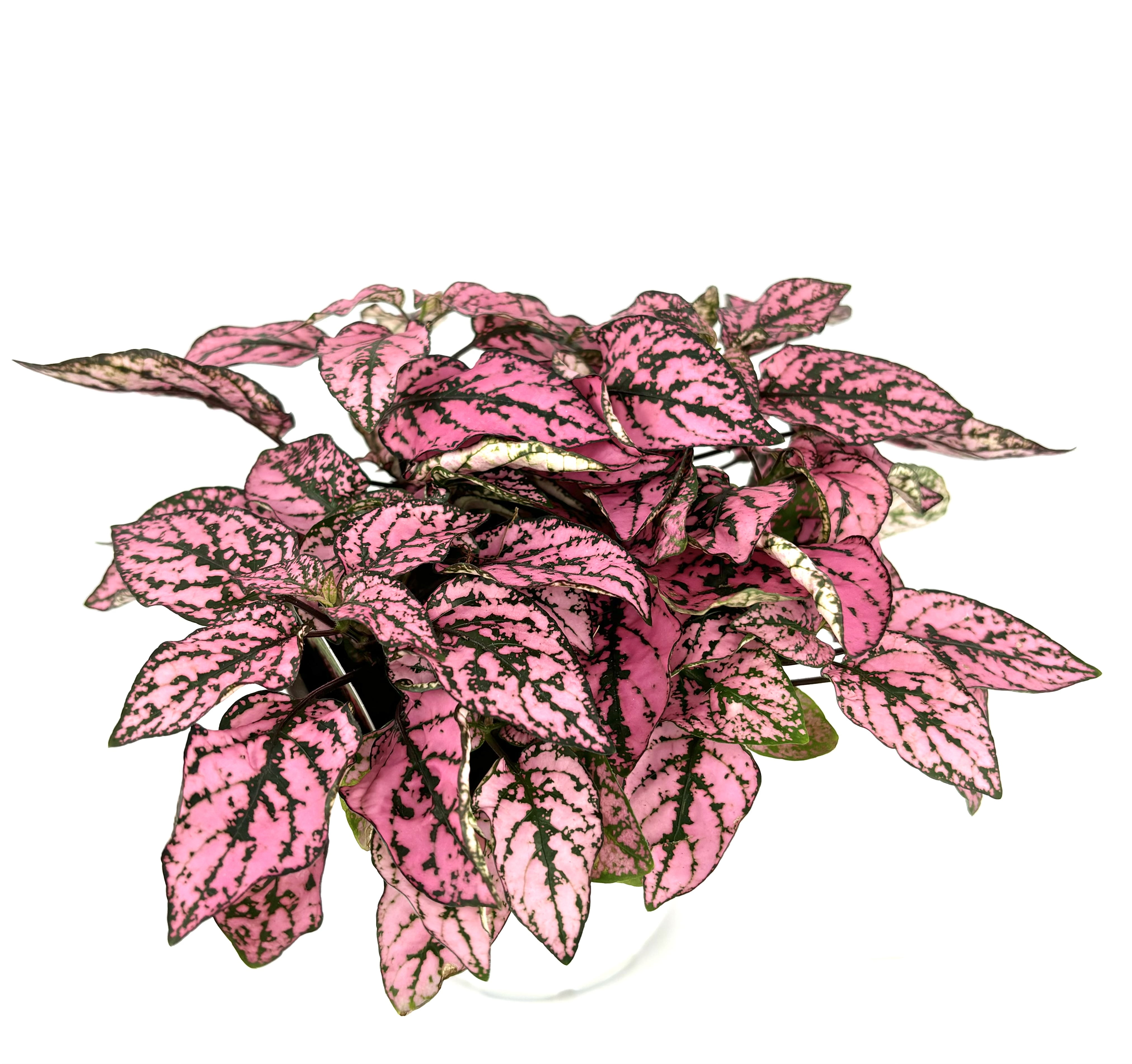 Hypoestes Pink Splash Live Potted House Plants Air Purifying, 2" Pot