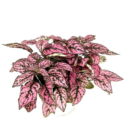 Hypoestes Pink Splash Live Potted House Plants Air Purifying, 4" Pot