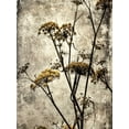 thumbnail image 2 of Malek, Honey 25x32 Gold Ornate Wood Framed with Double Matting Museum Art Print Titled - Big Sur Yarrow II, 2 of 4