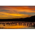 thumbnail image 2 of Illg, Cathy and Gordon 18x13 White Modern Wood Framed Museum Art Print Titled - New Mexico Sandhill cranes in water at sunset, 2 of 4