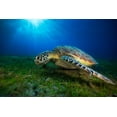 thumbnail image 2 of Gabriel, Barathieu 24x17 White Modern Wood Framed Museum Art Print Titled - Green Turtle, 2 of 4