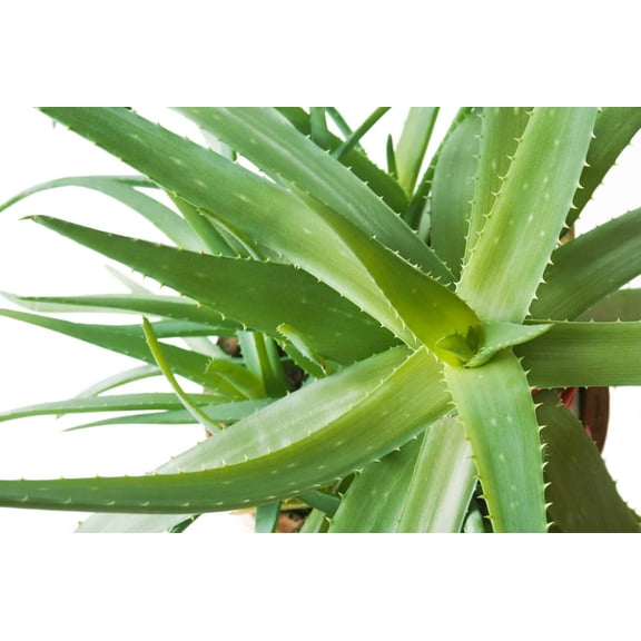 Organic Aloe Vera-Medicinal-Live Starter Plant