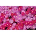 thumbnail image 2 of Peterson, Lee 14x11 Gold Ornate Wood Framed with Double Matting Museum Art Print Titled - Pink Ice Flowers, 2 of 4