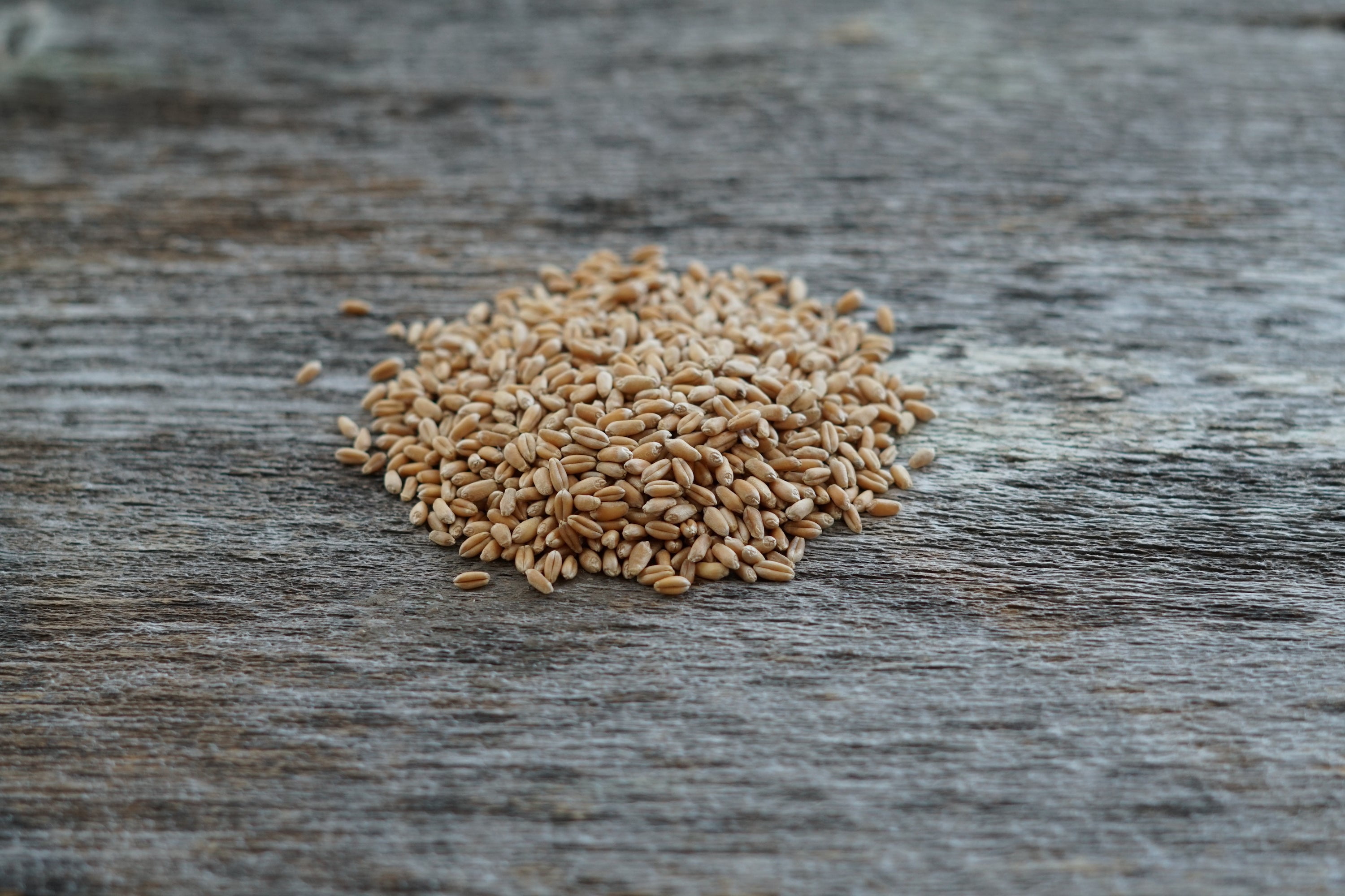 Hale Habitat & Seed Winter Wheat Food Plot Seed, 5 lbs
