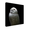 thumbnail image 2 of Nathan Larson 'Snowy Owl Looks to the Sun' Canvas Art, 2 of 4
