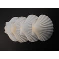 thumbnail image 3 of Set of 4 Large White Baking Scallop (3.5"-4") Restaurant Quality Real Seashells Beach Wedding Coastal Crafts and Decor, 3 of 6