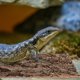 thumbnail image 5 of WORGEOUS Fondo de tanque de reptil Terrario Terrario REPTILE REPTILE REPTILE REPTILE DE REPTILE, 5 of 7