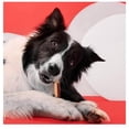 thumbnail image 4 of Premios para Perro DreamBone con Pollo y Vegetales Palitos Limpieza Dental 5 pzas, 4 of 6