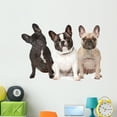 thumbnail image 1 of Three French Bulldogs Row Wall Decal by Wallmonkeys Peel and Stick Graphic (48 in W x 38 in H) WM126299, 1 of 4