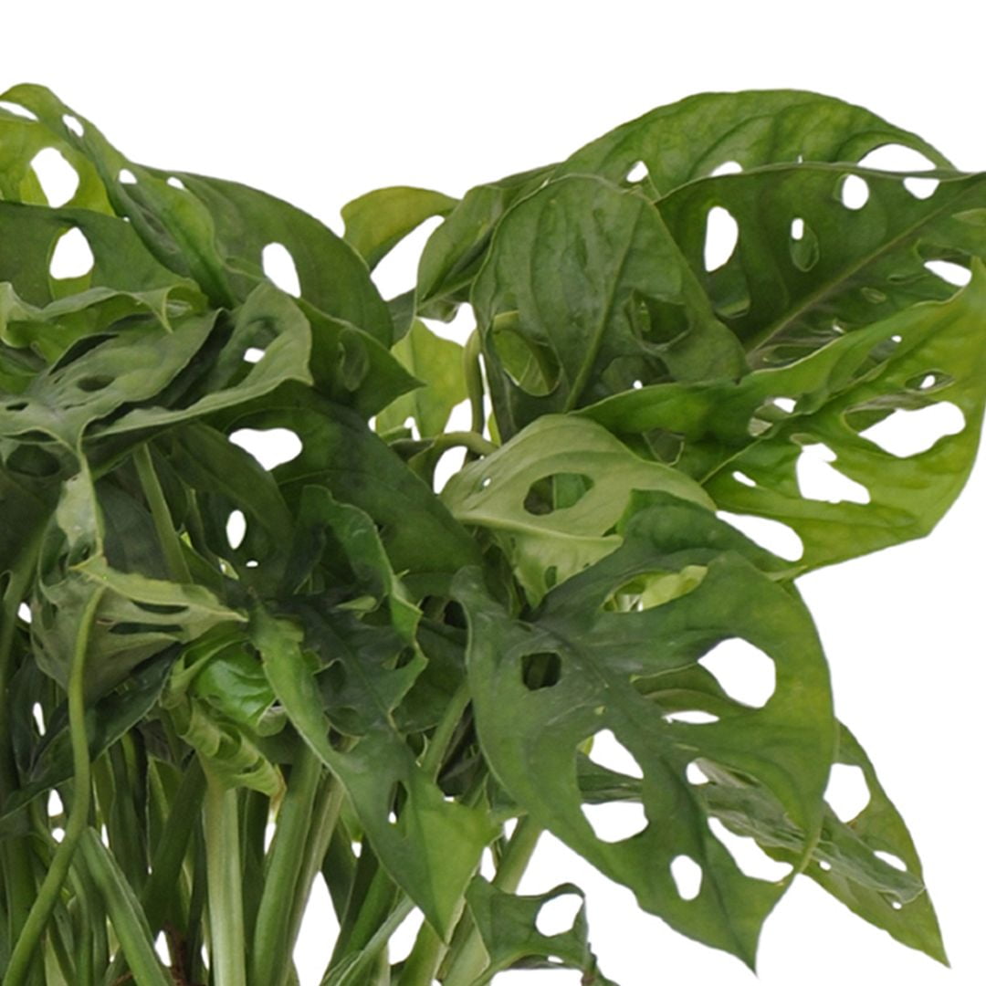 United Nursery Live Monstera Adansonii Houseplant 12-14in Tall in 6-inch Premium Ecopots Dark Gray
