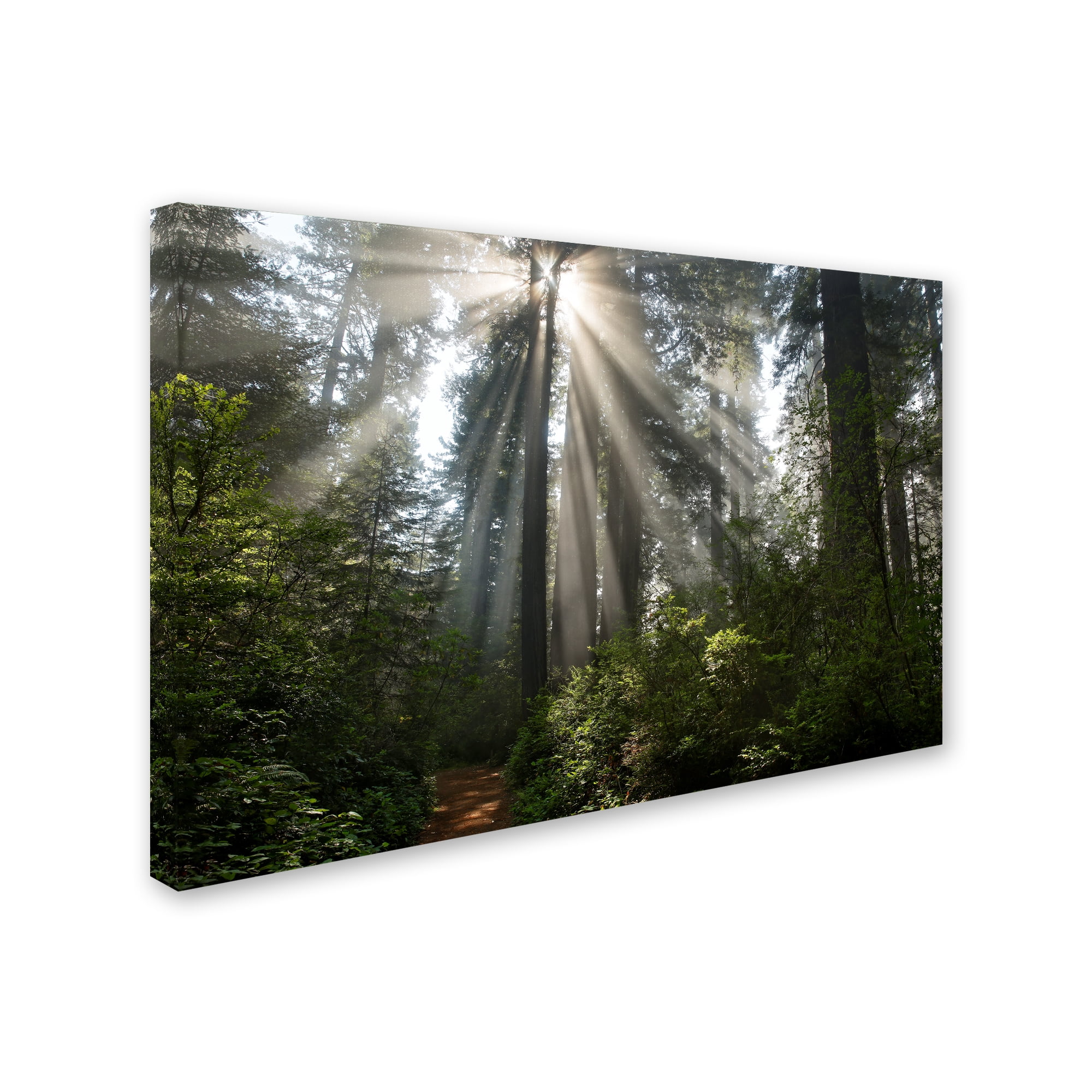Trademark Fine Art Landscape Canvas Art ' Redwoods NP Ladybird Johnson Lightbeams ' by Mike Jones Photo
