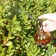thumbnail image 4 of Botella pulverizadora de riego manual de vidrio con bomba superior de plástico bronce, regadera de vidrio de colores, aspersor de jardinería, 4 of 5