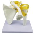 thumbnail image 3 of Modèle Anatomique Humain pour Articulation de l'Épaule avec Outils Fonctionnels pour Ligaments, 3 of 6