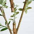 thumbnail image 5 of Nearly Natural Potted Olive Artificial Tree - 9' - Green, 5 of 7
