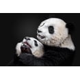 thumbnail image 2 of Catta, Alessandro 32x23 Gold Ornate Wood Framed with Double Matting Museum Art Print Titled - Pandas, 2 of 4