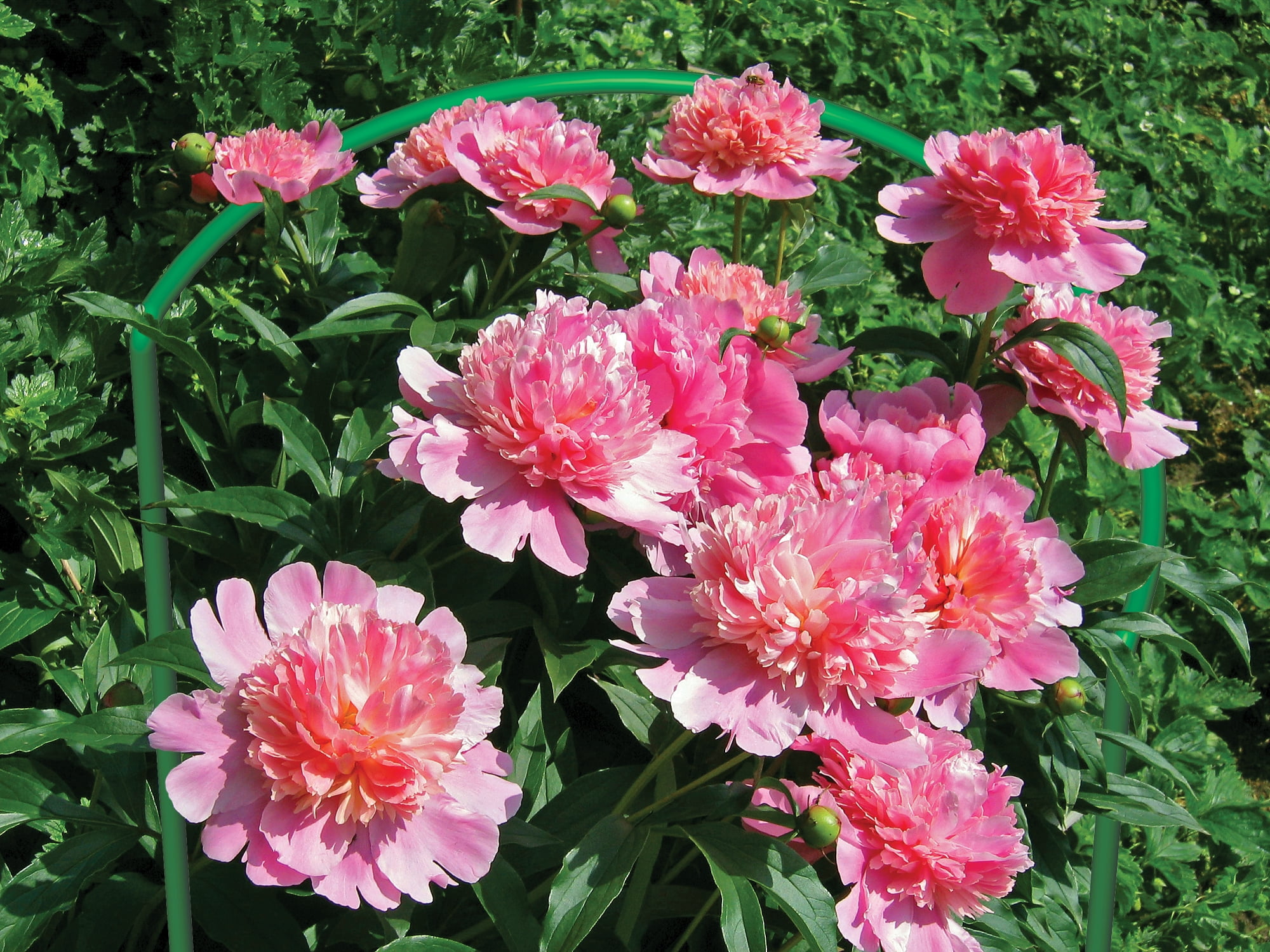 Expert Gardener U Hoop Support, 15 in x 30 in