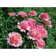 thumbnail image 5 of Panacea Semi-Circular Plant Supports, 8" x 22", Pack of 25, 5 of 6