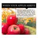 thumbnail image 3 of Manzanas realistas (13 piezas) - Frutas decorativas (rojas), 3 of 5