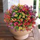 thumbnail image 5 of Wmhnj Set de 12 ramos de flores artificiales para exteriores, ideales para cestas colgantes y decoracin de jardn. Flores sintticas resistentes a la intemperie para lucir todo el año., 5 of 9
