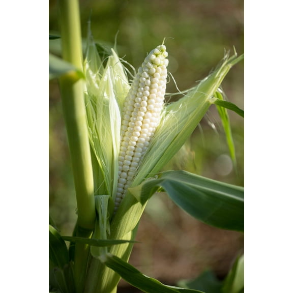 100 Seeds Truckers Favorite WHITE SWEET CORN Zea Mays Vegetable Seeds