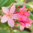 thumbnail image 3 of Brighter Blooms - Plumeria, 1 gal. - No Shipping To AK, AZ, HI, 3 of 3