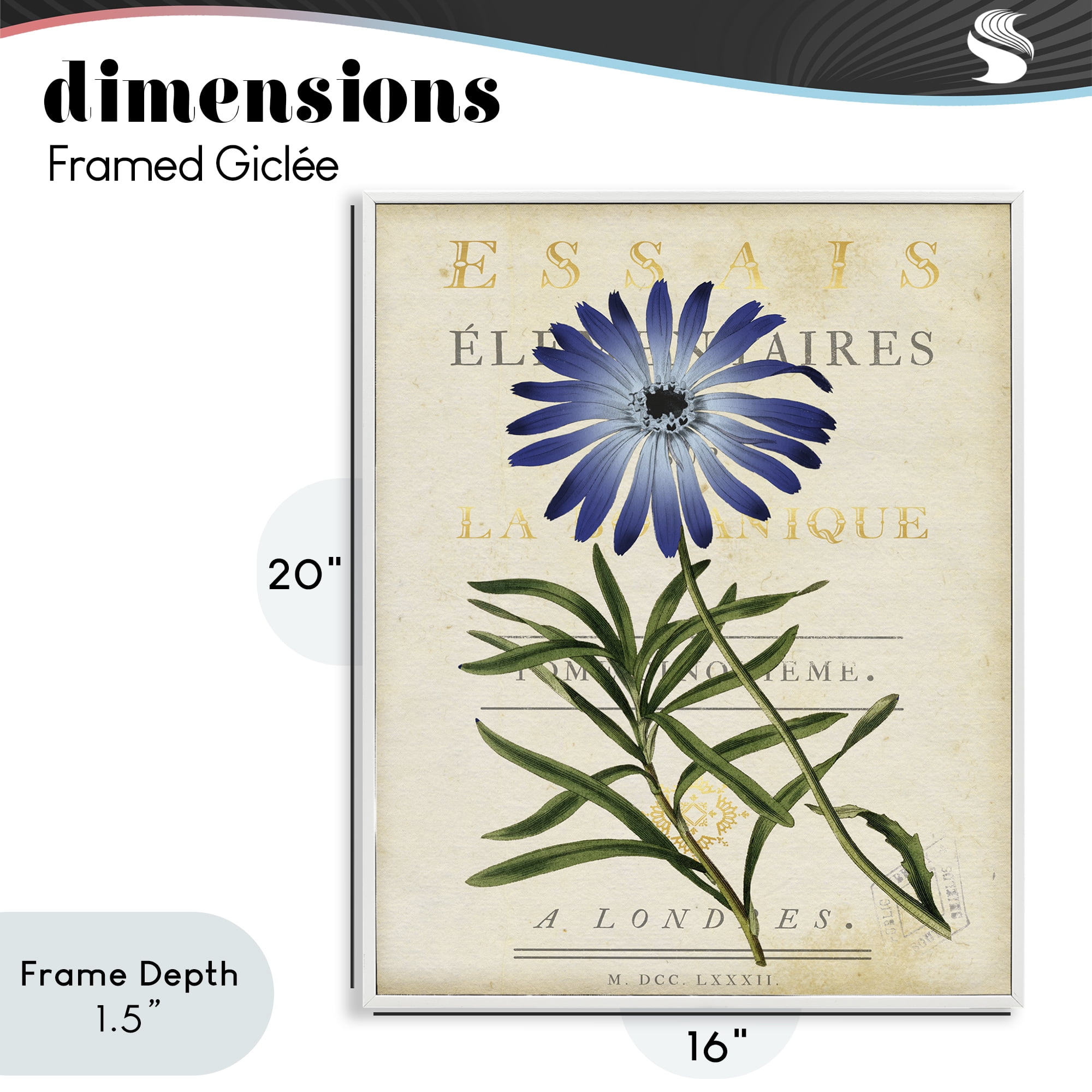 Stupell Industries Natural Botany Daisy White Framed Giclee Art, design by Susan Arnot
