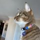 thumbnail image 2 of Pawtitas Collar reflectante para gatos con hebilla de seguridad, 2 of 5