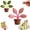 2pcs-mix, variant on Magnetic Chip Clips Tree Leaf Shaped Bag Clips, Decorative Kitchen Organizer Cute Flower Petal Leaf Magnetic Chip Clips for Food Storage, Fridge, Office & Home Use