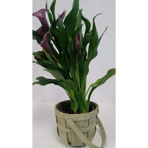 Live 4-inch Purple Calla Lily Indoor Plant in a Green Woven Gift Bucket