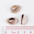 thumbnail image 2 of Natural Cowrie Shell Beads, 2 of 4