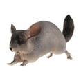 thumbnail image 4 of MERIGLARE Animal Figurine Model Collection Home Decor Realistic Detailed Action Figure Chinchilla, 4 of 9