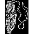 thumbnail image 3 of Partrade Hay Net, 3 of 3