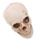 thumbnail image 5 of Modelo de cráneo humano de resina de simulación a tamaño real 1:1, esqueleto didáctico de rastreo anatómico médico, estatua decorativa de Halloween, 5 of 5