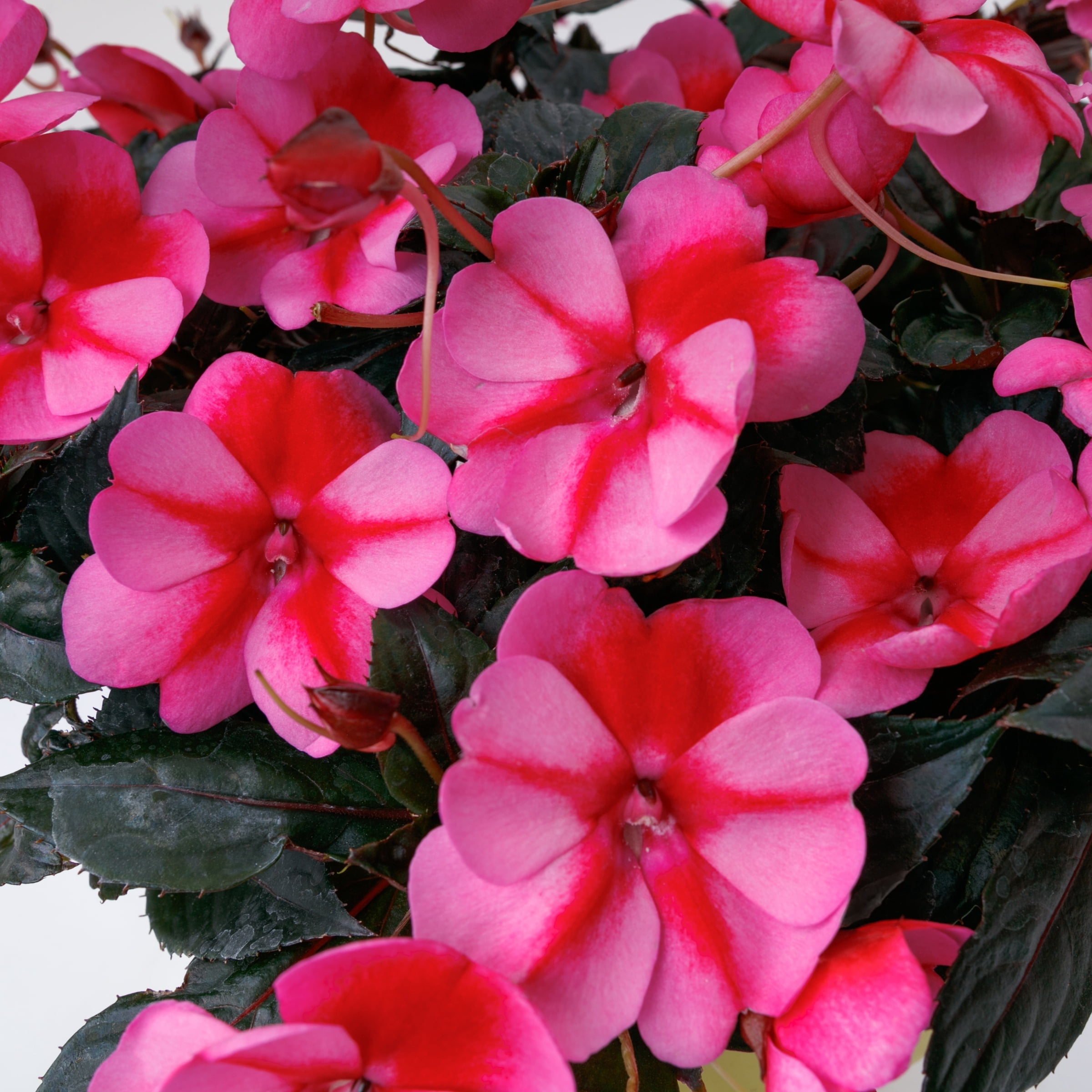 2.5 in. Impatiens Candylicious SunPatiens Collection (3-Pack)