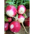 thumbnail image 4 of TomorrowSeeds - Sparkler Radish Seeds - 2700+ Count - For 2026 Planting USA Garden Vegetable Red, 4 of 8