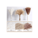thumbnail image 4 of Pampas Secas 60 Pzs Plantas Decorativas Flores Artificiales beige/cafe, 4 of 4
