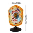 thumbnail image 5 of YongCo Anatomical Animal Cell Model With Removable Parts Classroom Demonstration Tool Biology Teaching Aid For Science Labs, 5 of 8