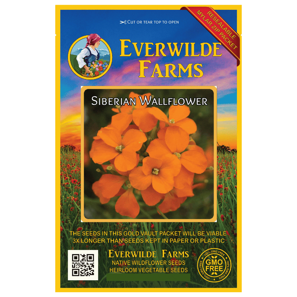 Everwilde Farms 2000 Siberian Wallflower Garden Flower Seeds Gold