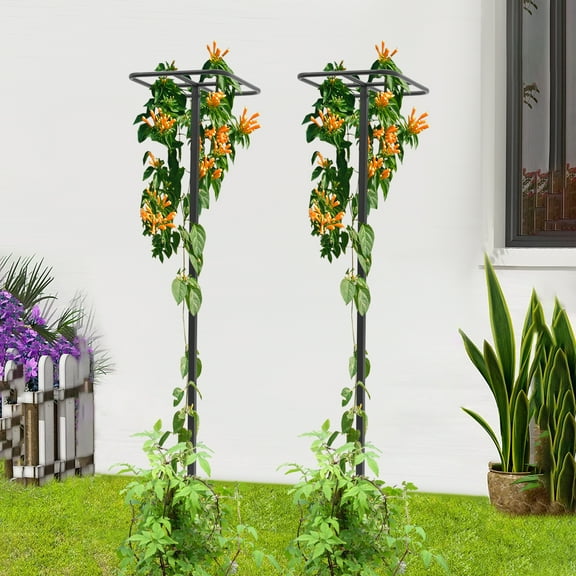 2 Pack Dragon Fruit Plant Trellis Adjustable Metal Garden Plant Climbing Support Stand for Gardens, Balconies, Restaurant