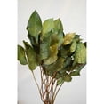 thumbnail image 4 of 1 Case, Preserved Lemon Leaf (Salal) - 8Lb Bulk Case - Copper for Wreaths, Dried Flower Arrangements, Table Centerpieces, Mantel Decorations, or Bouquets, 4 of 5