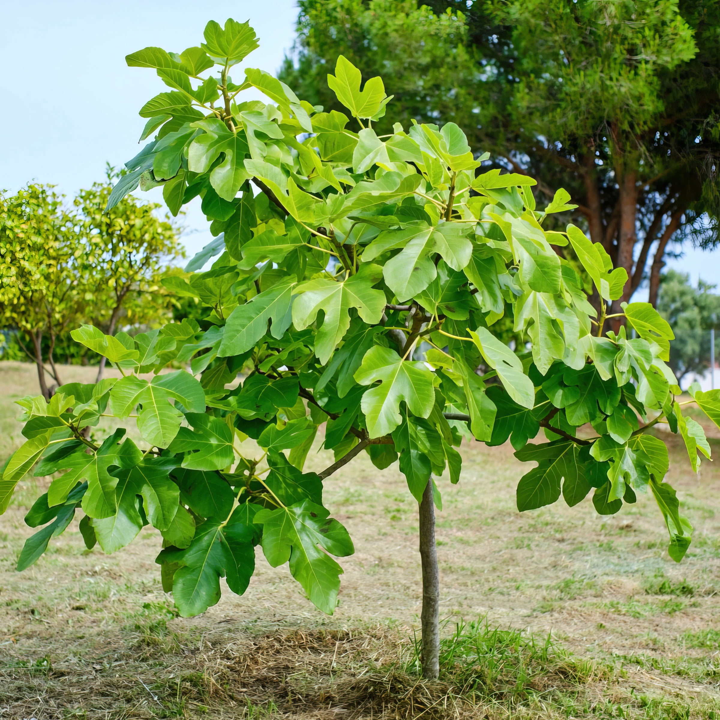 National Plant Network 3 gal Celeste Fig Live Shrub with Full Sunlight