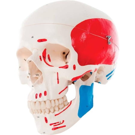 3B Anatomical Model - 3-Part Painted Classic Skull