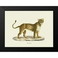 thumbnail image 2 of Schinz, Heinrich Rudolf 14x12 Black Modern Framed Museum Art Print Titled - Lioness, 2 of 5
