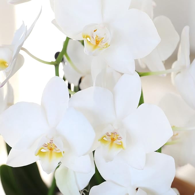 Just Add Ice 16-30" White and Yellow Premium Orchid Duo Live Plants in 10" White Dot Ceramic Planter, House Plant