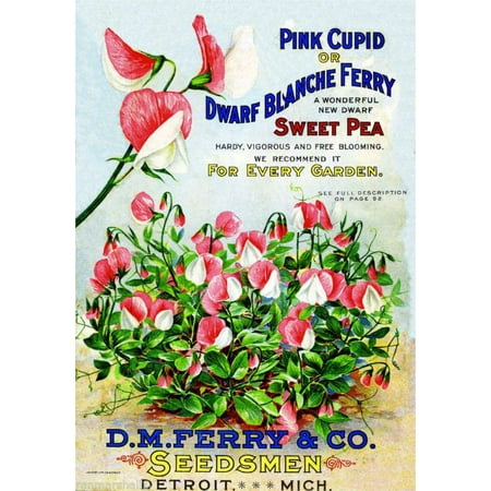 Sweet Pea Wedding Flowers - Pink Cupid Sweet Pea Vintage Flowers Seed Packet Catalogue Advertisement Poster